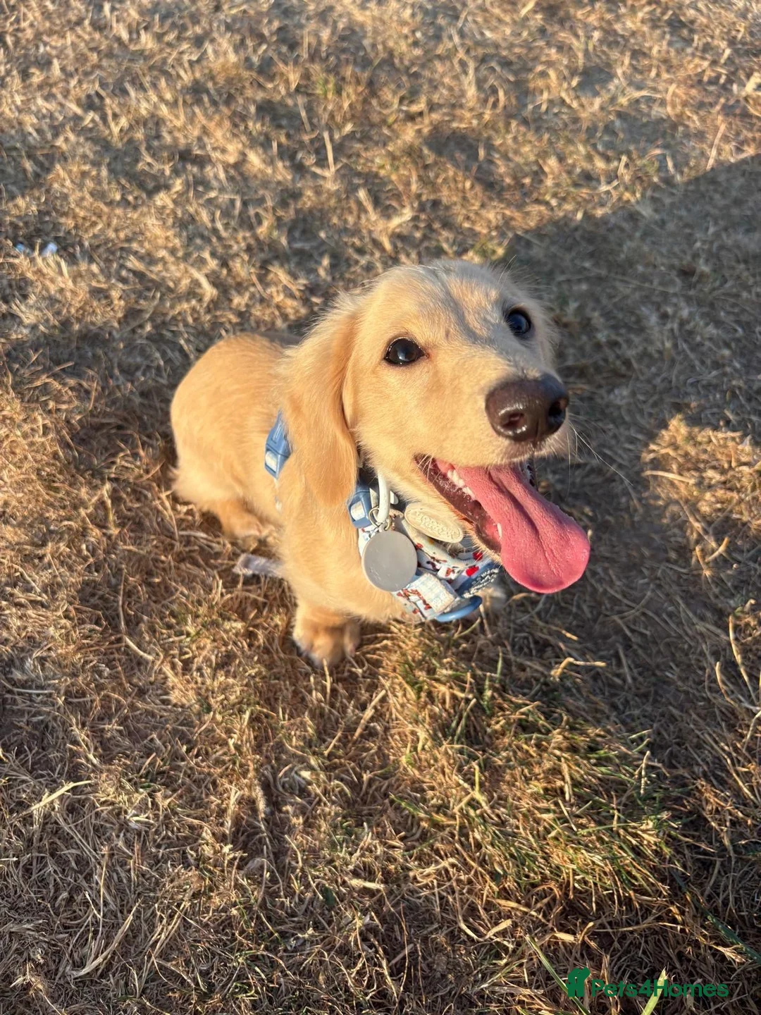 Miniature Dachshund dogs for sale: Cream miniature dachshund long haired  - Advert 1