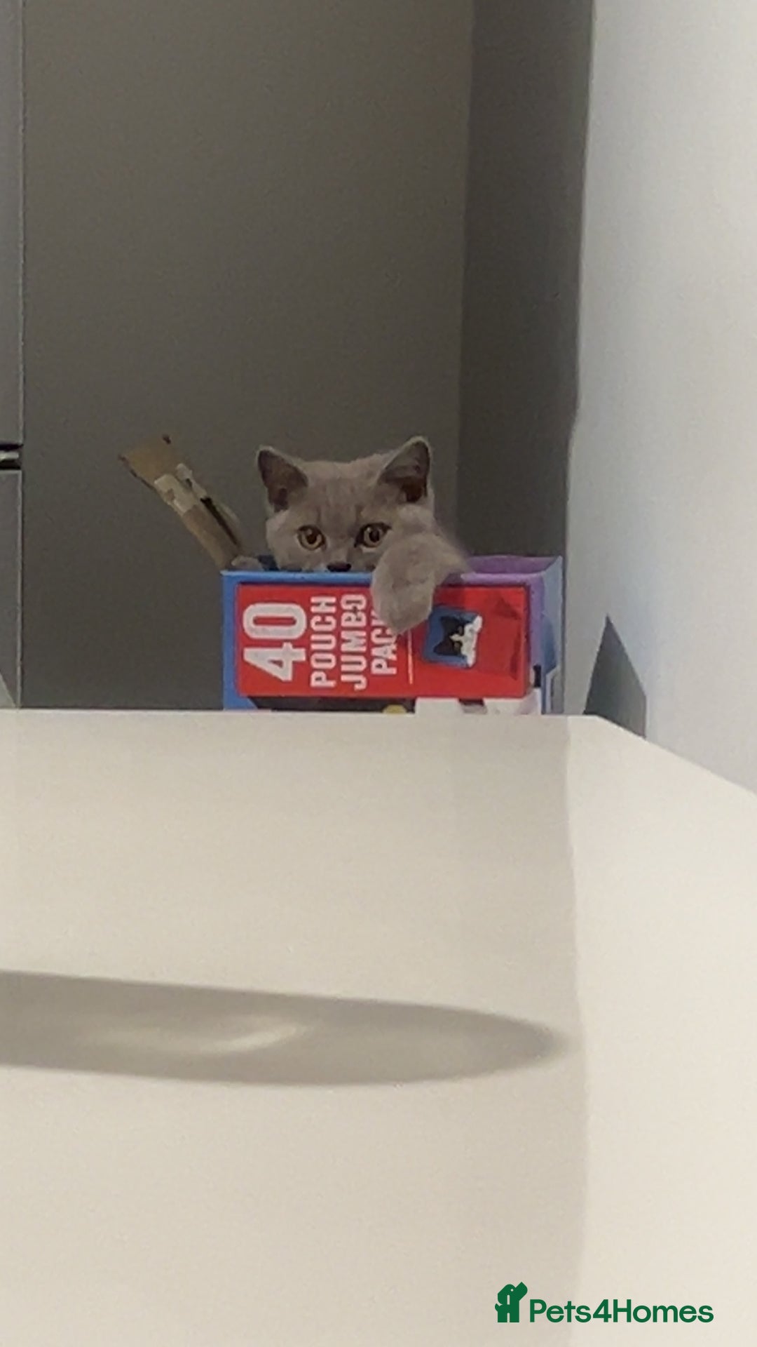 British Shorthair cats for sale: Rare British shorthair  - Advert 4