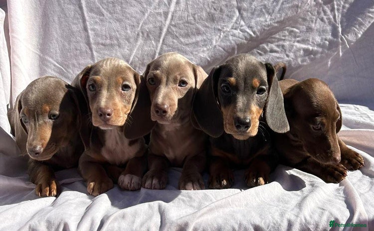 Miniature Dachshund dogs - Advert 2