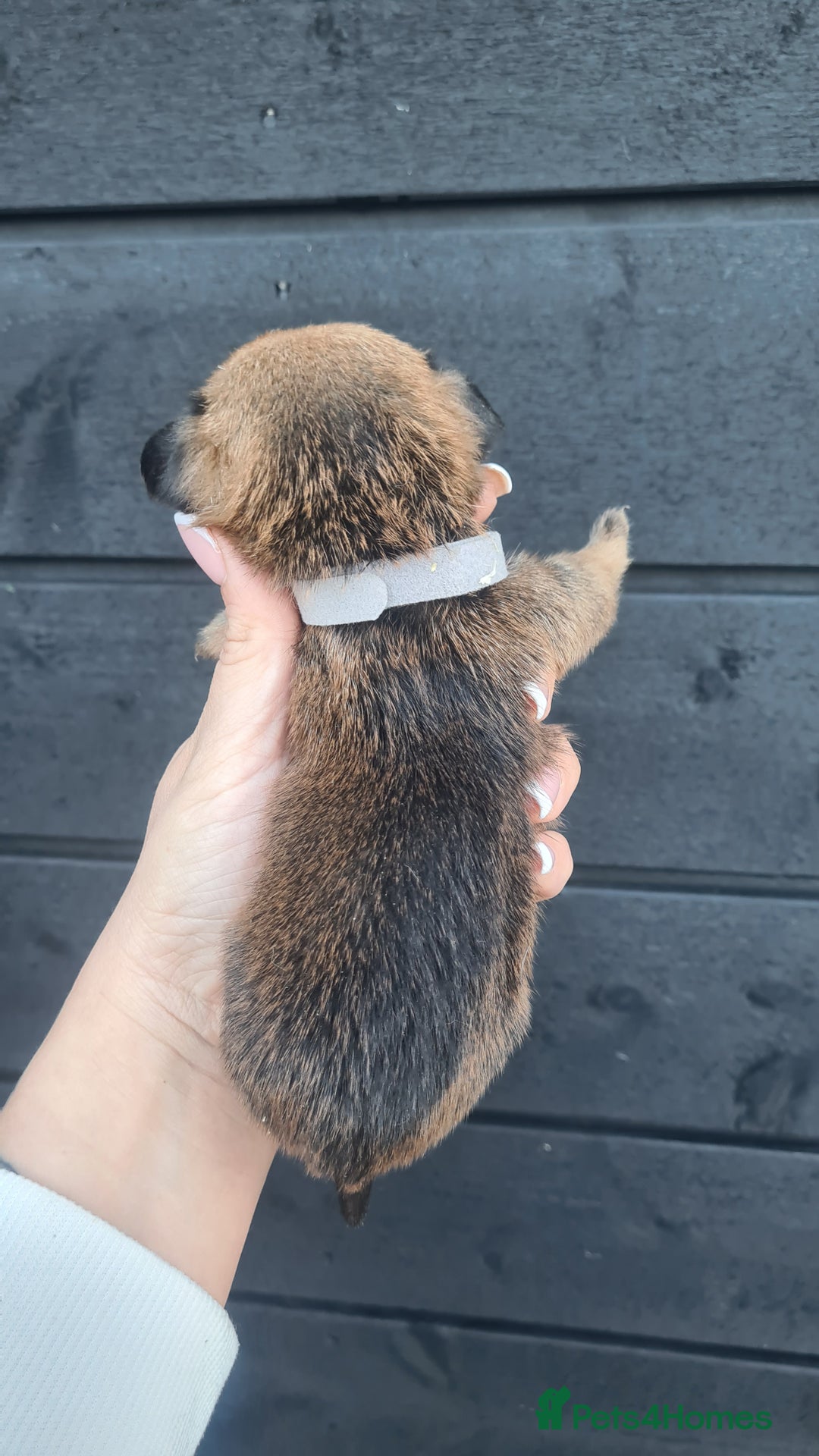 Mixed Breed dogs for sale: Patterjack x daxies pups available  - Advert 27