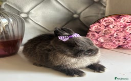 Netherland Dwarf rabbits for sale: Pure bred netherland dwarf babies  - Image 5