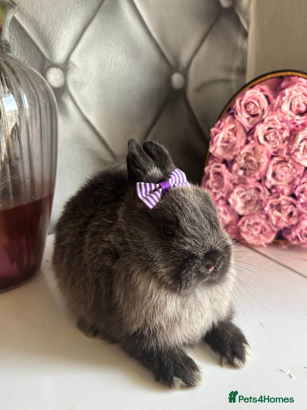 Netherland Dwarf rabbits for sale: Pure bred netherland dwarf babies  - Image 5