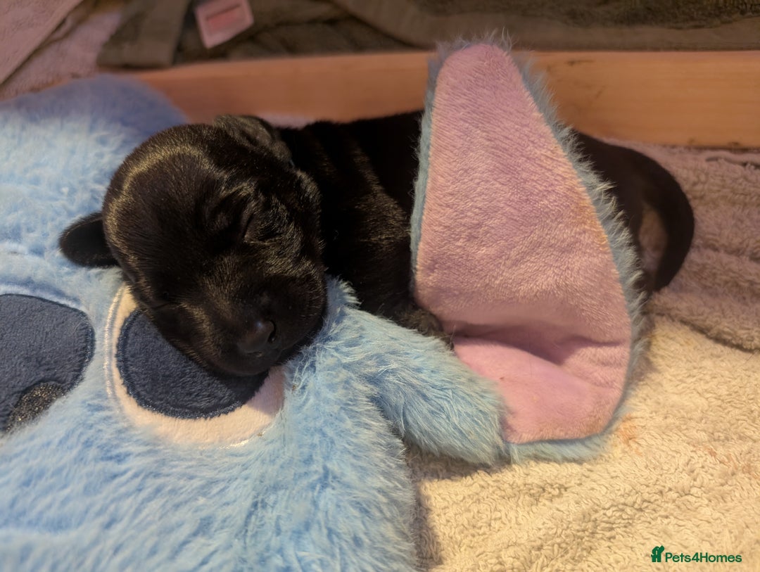 Mixed Breed dogs for sale: Doxie-Dales  - Image 14