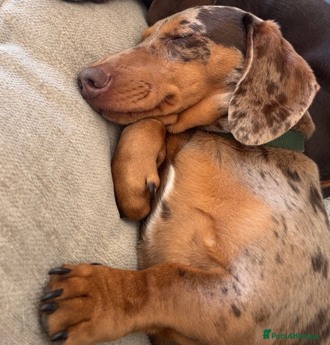 Miniature Dachshund dogs for sale: 1 year old male chocolate&tan dapple dachshund  - Image 2