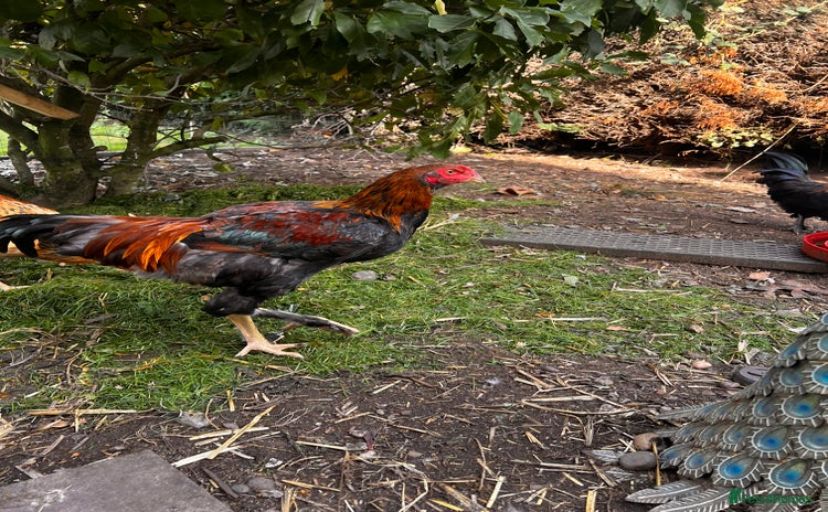 Chickens poultry - Advert 1