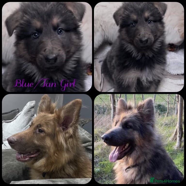 German Shepherd dogs Health tested straight back, long coat puppies  - Advert 3
