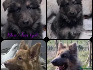 German Shepherd dogs Health tested straight back, long coat puppies - Advert 3