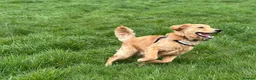 Golden Retriever dogs for sale: KC Golden Retriever Male Puppy Health Tested  - Advert 10