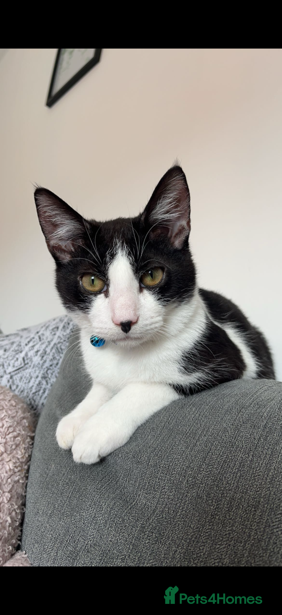 British Shorthair cats White & Black Male Cat - Advert 2