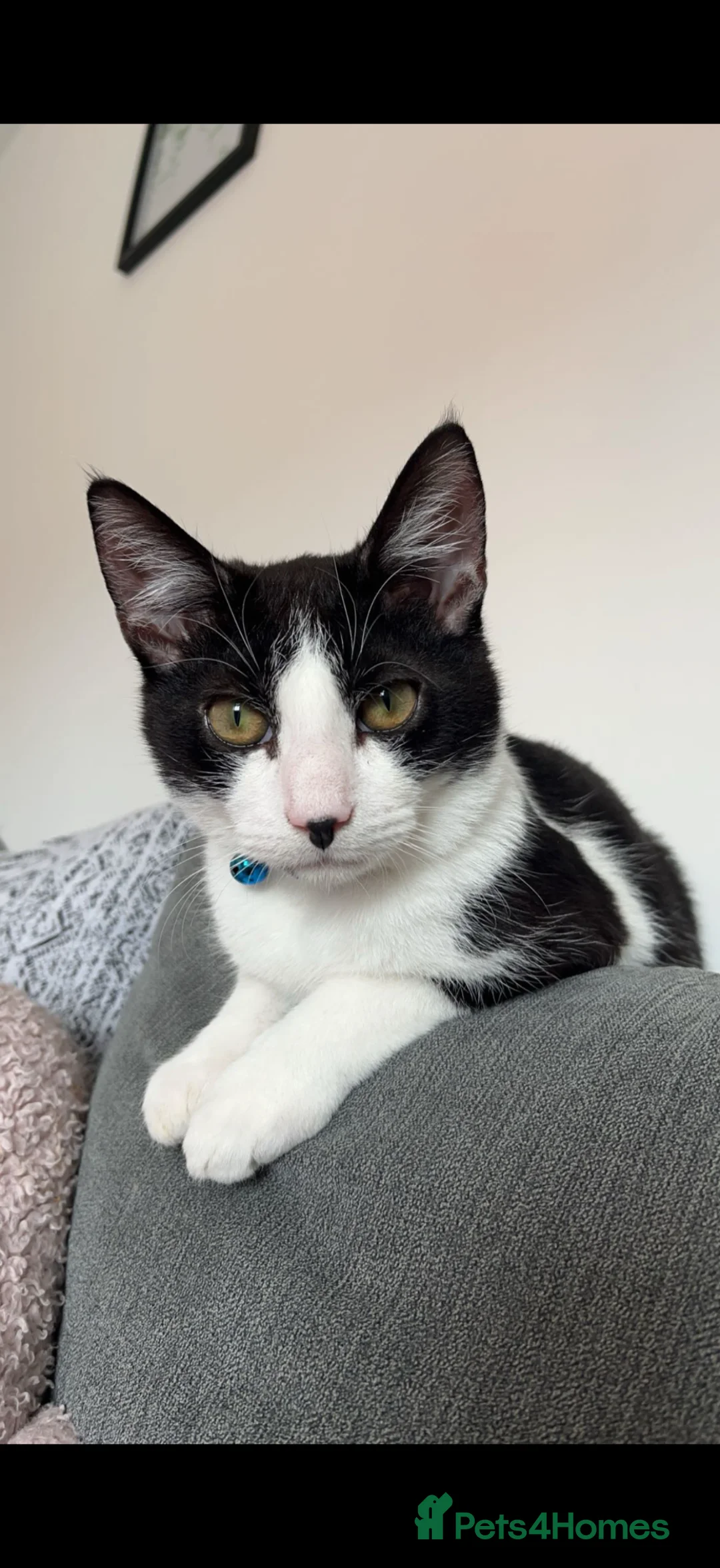 British Shorthair cats for sale: White & Black Male Cat - Advert 1