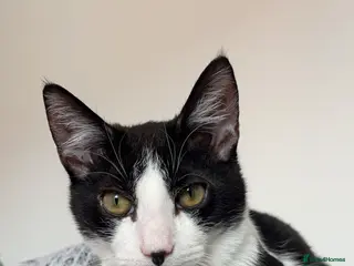 British Shorthair cats White & Black Male Cat - Advert 4