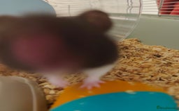 Hamster rodents for sale: Syrian Hamster Female, Cage, Accessories  - Image 3