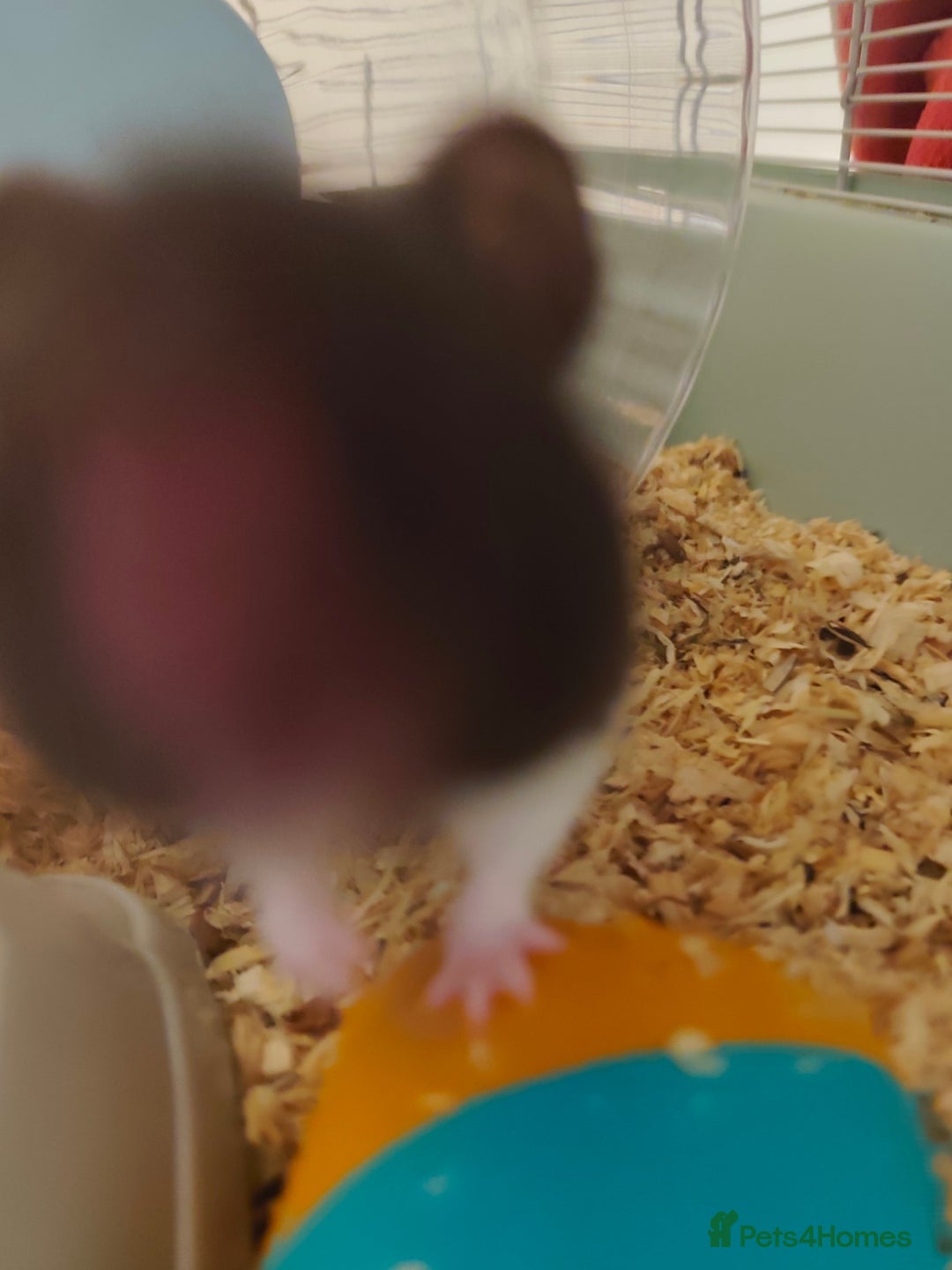 Hamster rodents for sale: Syrian Hamster Female, Cage, Accessories  - Image 3