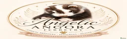 Ferret rodents for sale: ANGELICFERRETS. ONLY 4 JILLS LEFT. READY NOW - Advert 1