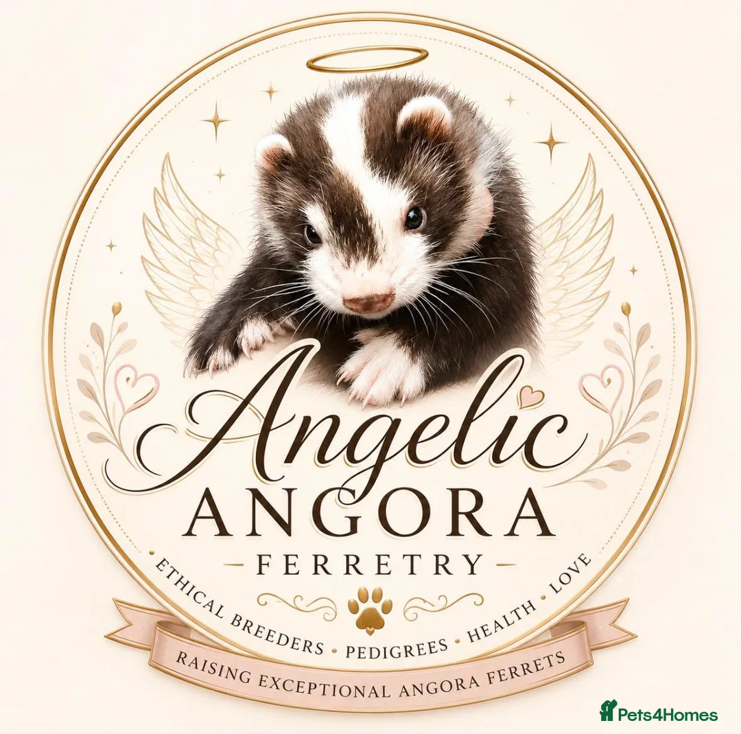 Ferret rodents for sale: ANGELICFERRETS. ONLY 4 JILLS LEFT. READY NOW - Advert 1