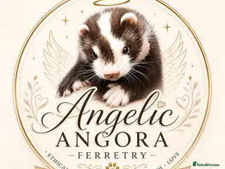 Ferret rodents ANGELICFERRETS. ONLY 4 JILLS LEFT. READY NOW - Advert 6