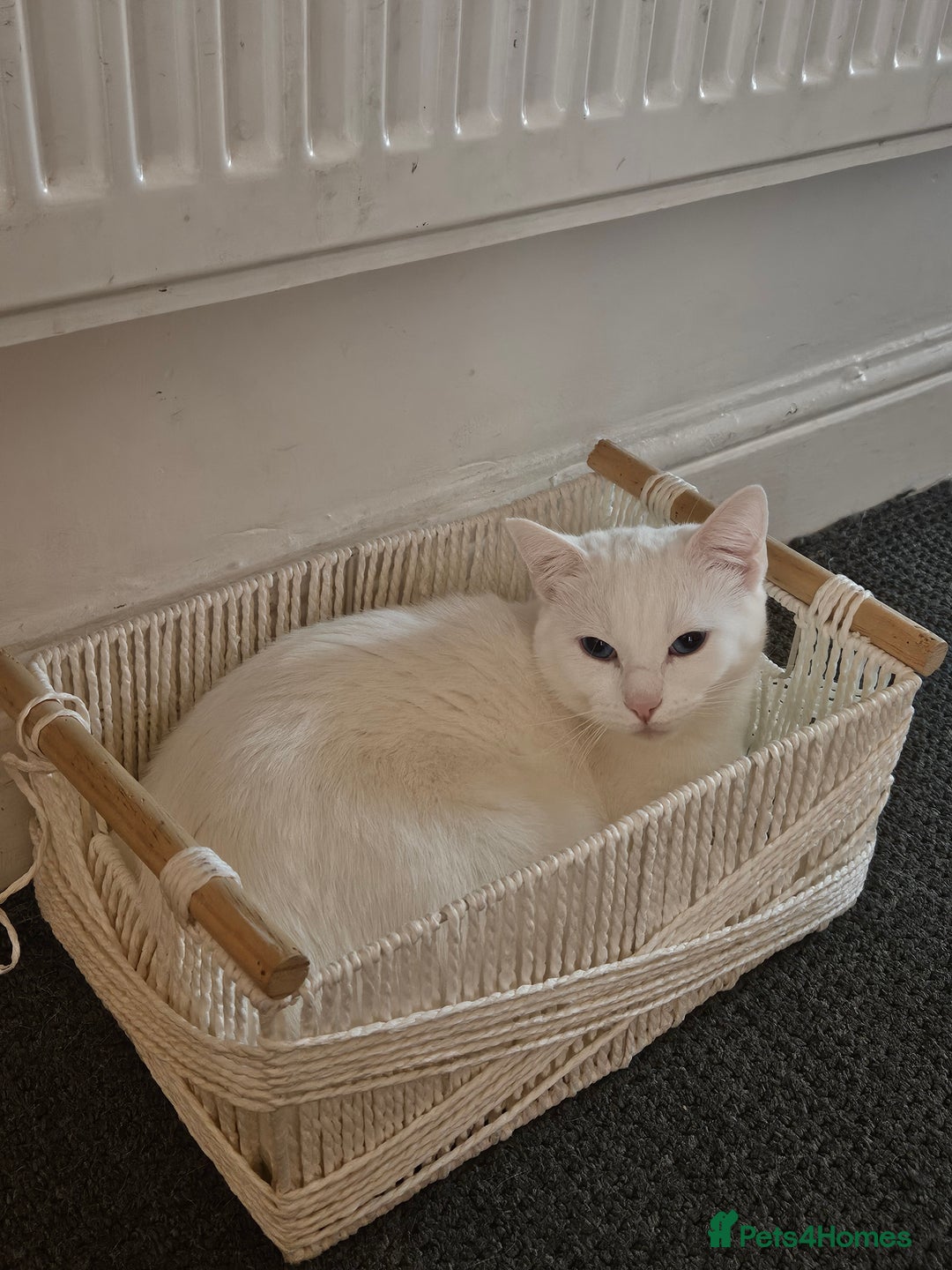 British Shorthair cats for sale: Pure White Blue Eyes Turkish Angora  - Advert 3