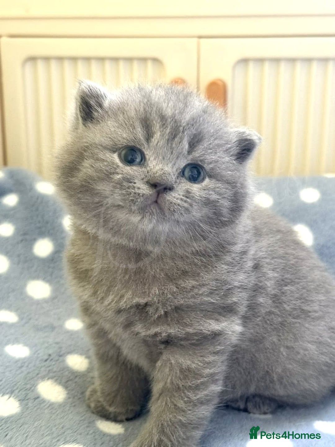 British Shorthair cats for sale: GCCF Registered -Show Quality BSH - Advert 2