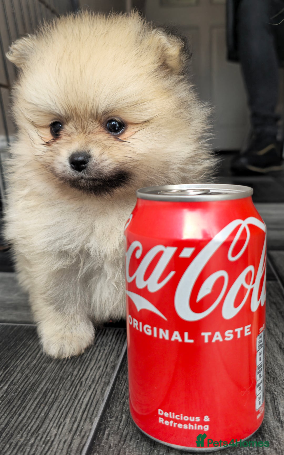 Pomeranian dogs for sale: Xxs pomeranians - Image 7