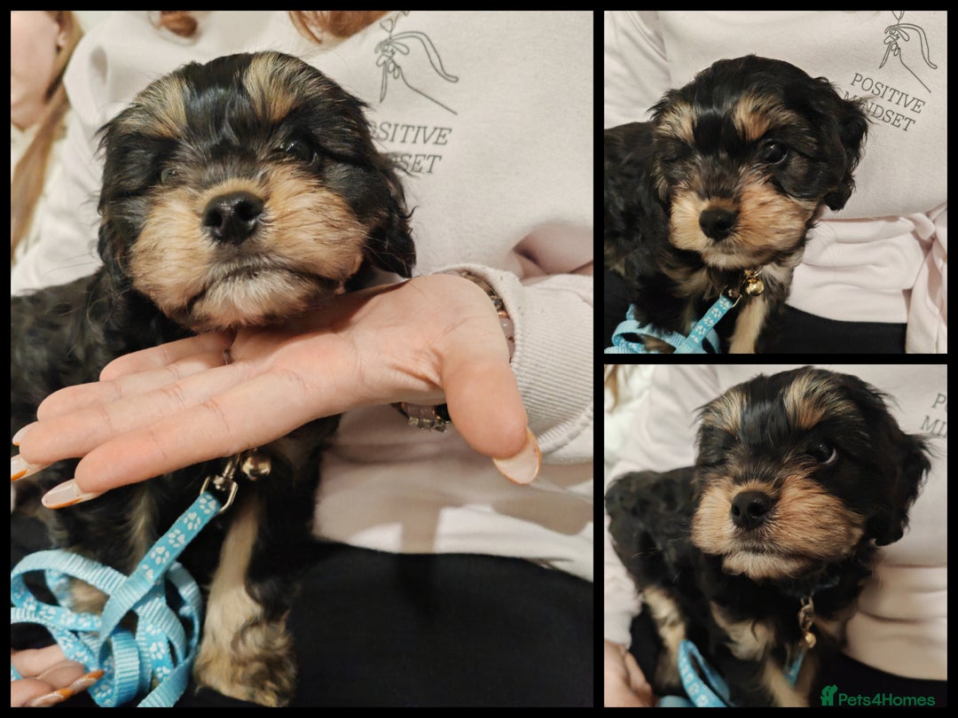 Cavapoo dogs for sale: 🐾 Beautiful F1 Cavapoo Puppy (Male) –  - Advert 5