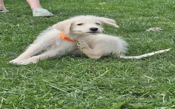 Mixed Breed dogs for sale: F1 Shepadoodle Puppies in Boston - Image 19
