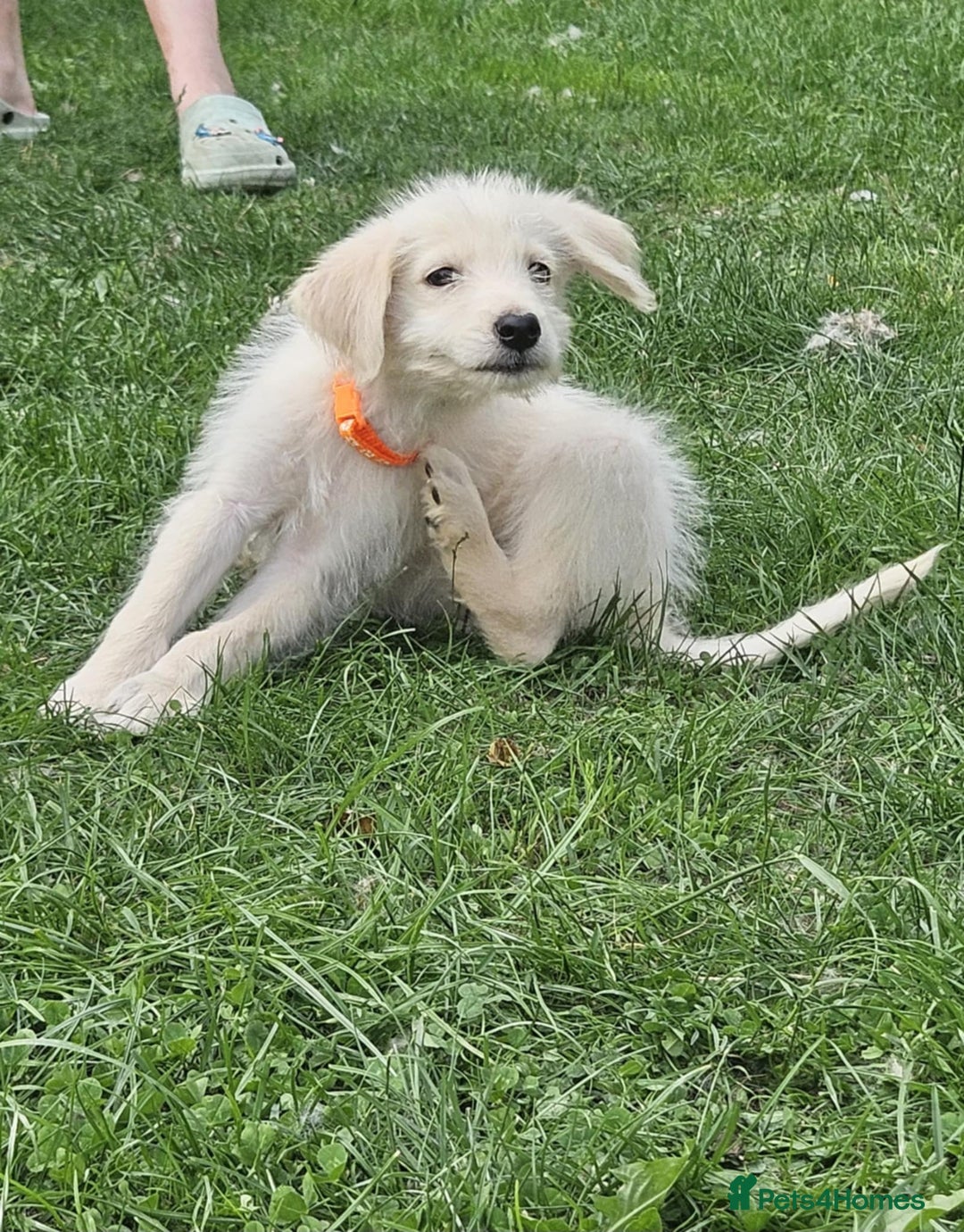 Mixed Breed dogs for sale: F1 Shepadoodle Puppies in Boston - Image 19