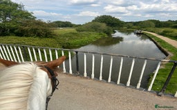 Irish Cob horses for sale: 5 yo skewbald cob 13.3 hh  - Image 3