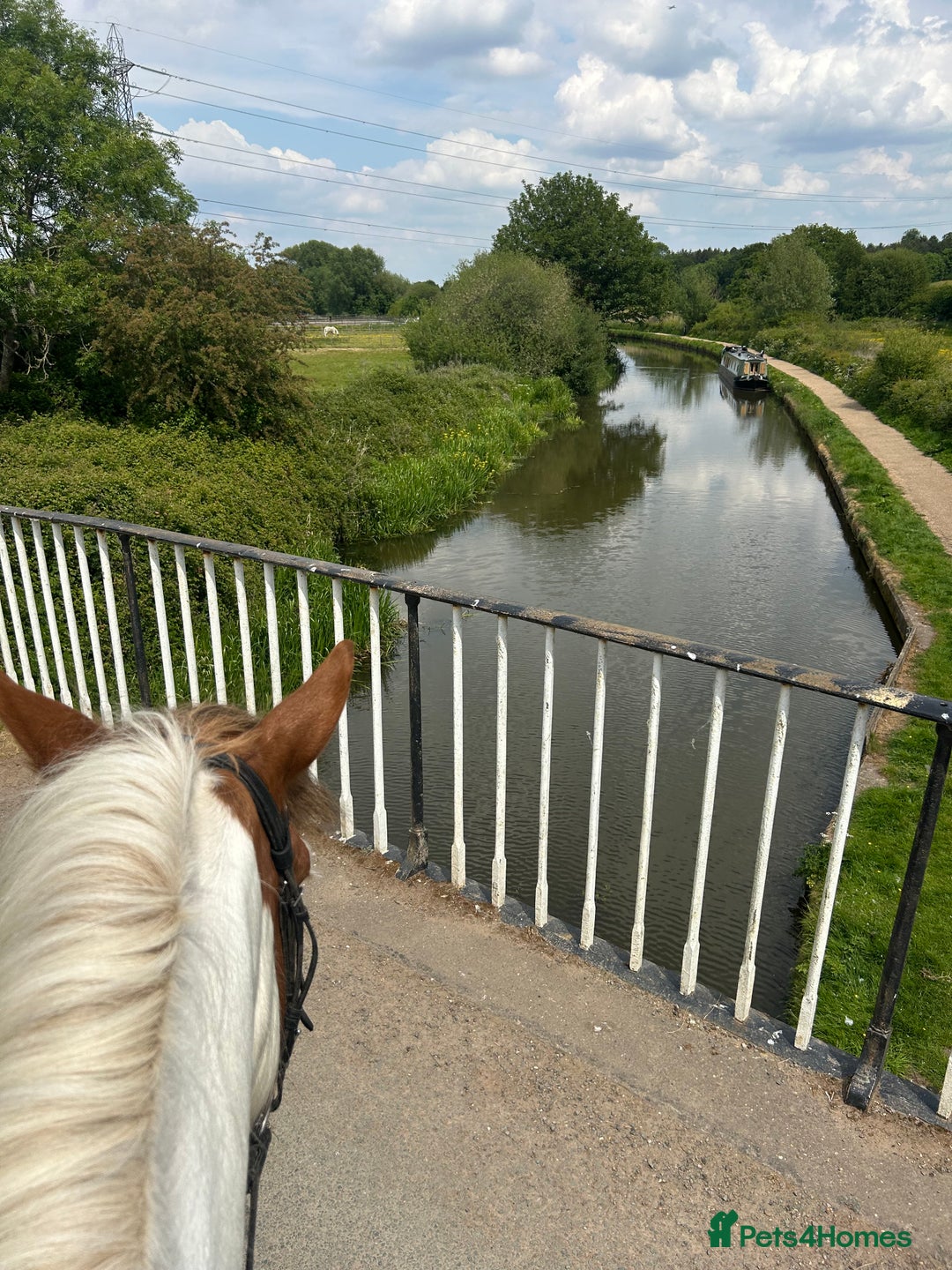 Irish Cob horses for sale: 5 yo skewbald cob 13.3 hh  - Image 3
