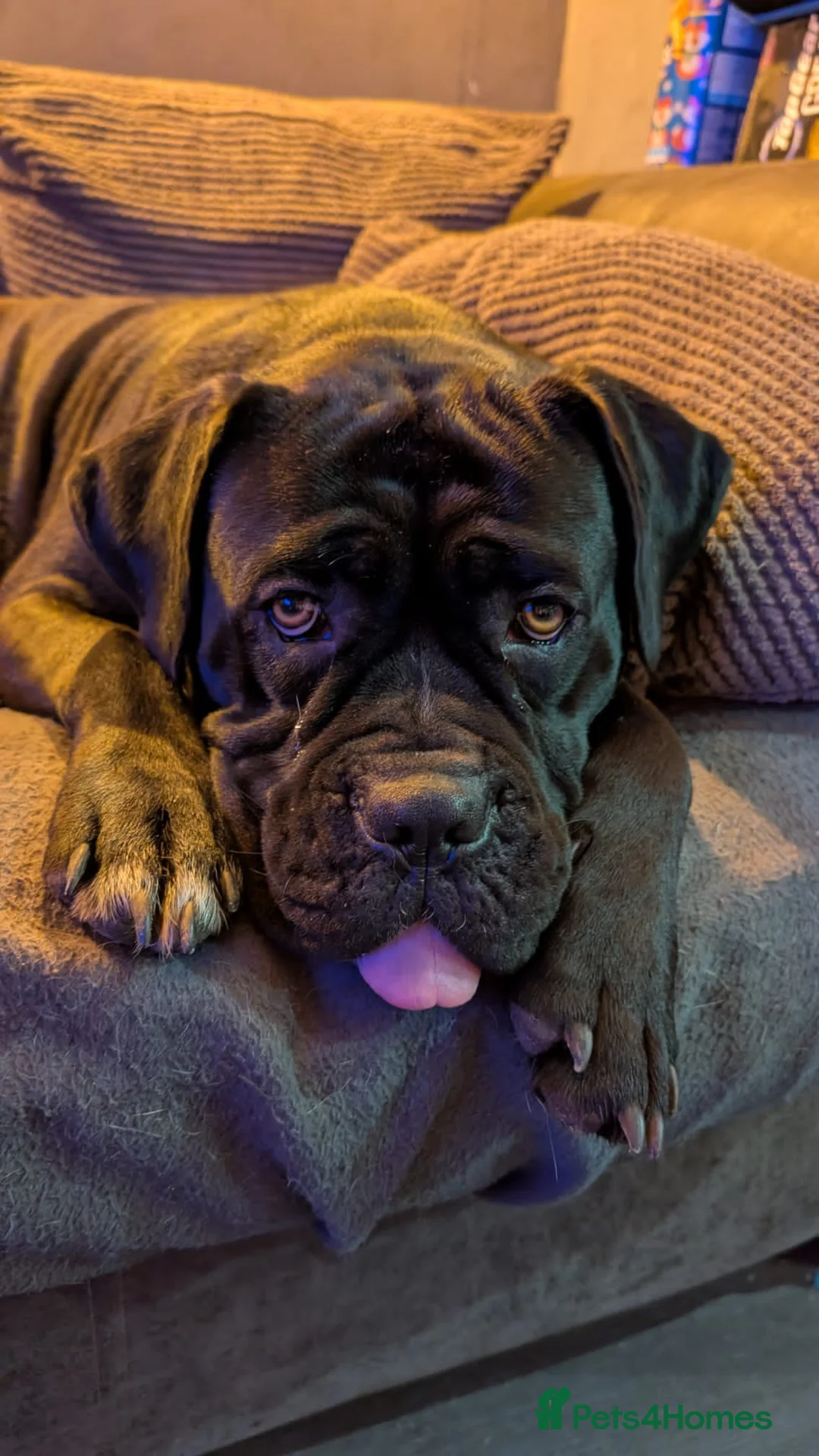 Mixed Breed dogs for sale: Last two pups  - Advert 1