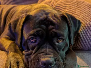 Mixed Breed dogs Last two pups - Advert 8