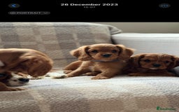 Cavalier King Charles Spaniel dogs for sale: Champion line Cavalier Pups -  **Waiting List** - Image 19