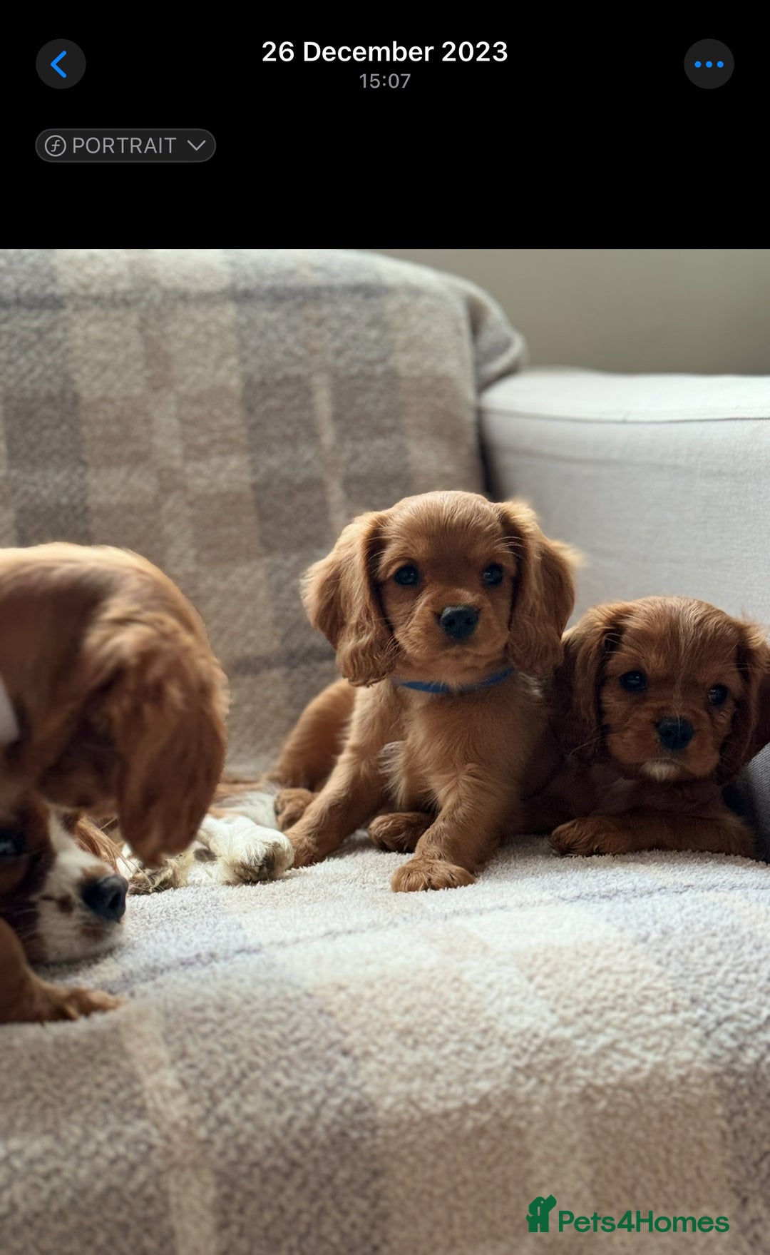 Cavalier King Charles Spaniel dogs for sale: Champion line Cavalier Pups -  **Waiting List** - Image 19