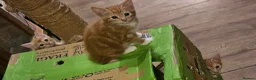 Mixed Breed cats for sale: Cute kittens looking for a new home  - Advert 7