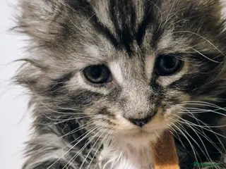 Maine Coon cats Gorgeous Registered Maine Coon Kittens - Advert 9