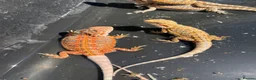 Bearded Dragon reptiles for sale: Bearded dragon babies red hypo  - Advert 4