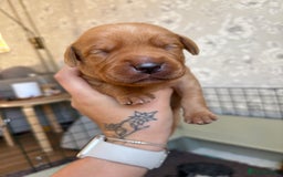 Labrador Retriever dogs for sale: Stunning Fox Red Labrador puppies  - Image 24