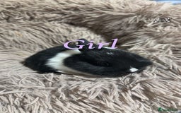 Netherland Dwarf rabbits for sale: Adorable Netherland Dwarf Baby Rabbit- Ready Now  - Image 5