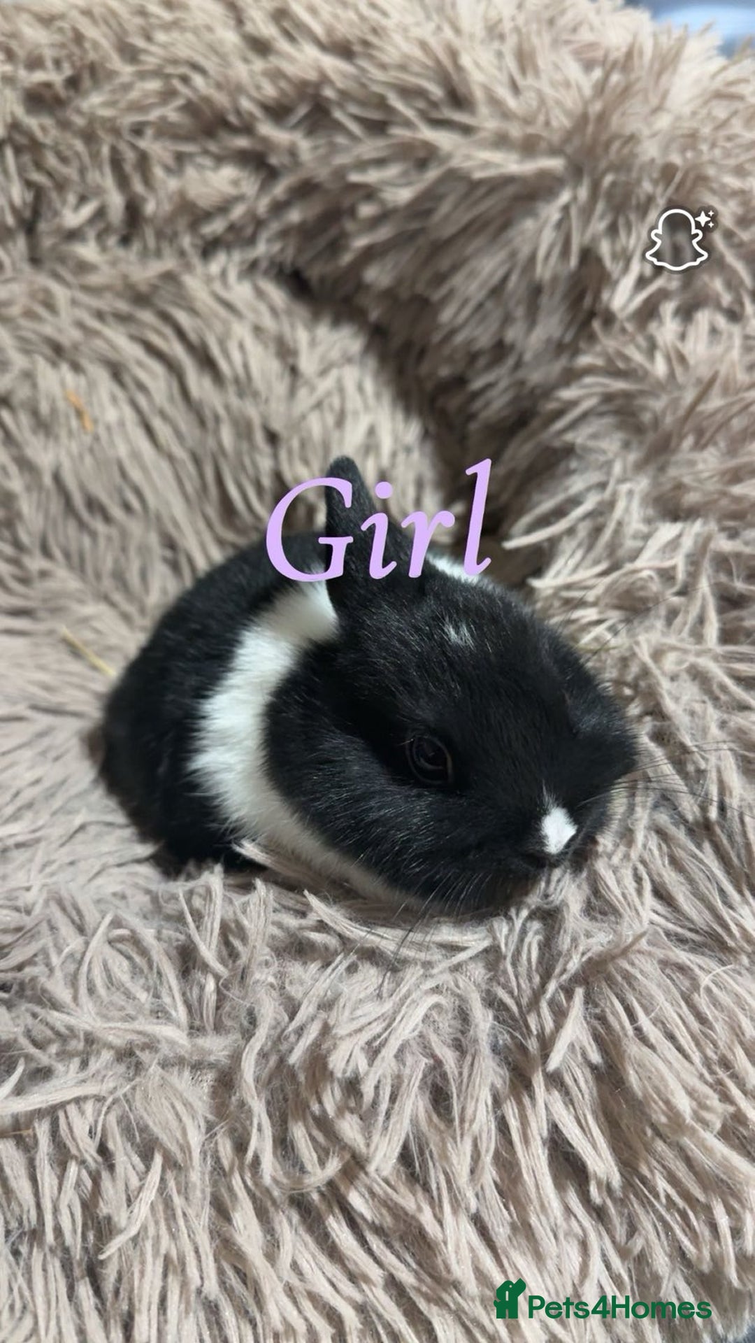 Netherland Dwarf rabbits for sale: Adorable Netherland Dwarf Baby Rabbit- Ready Now  - Image 5