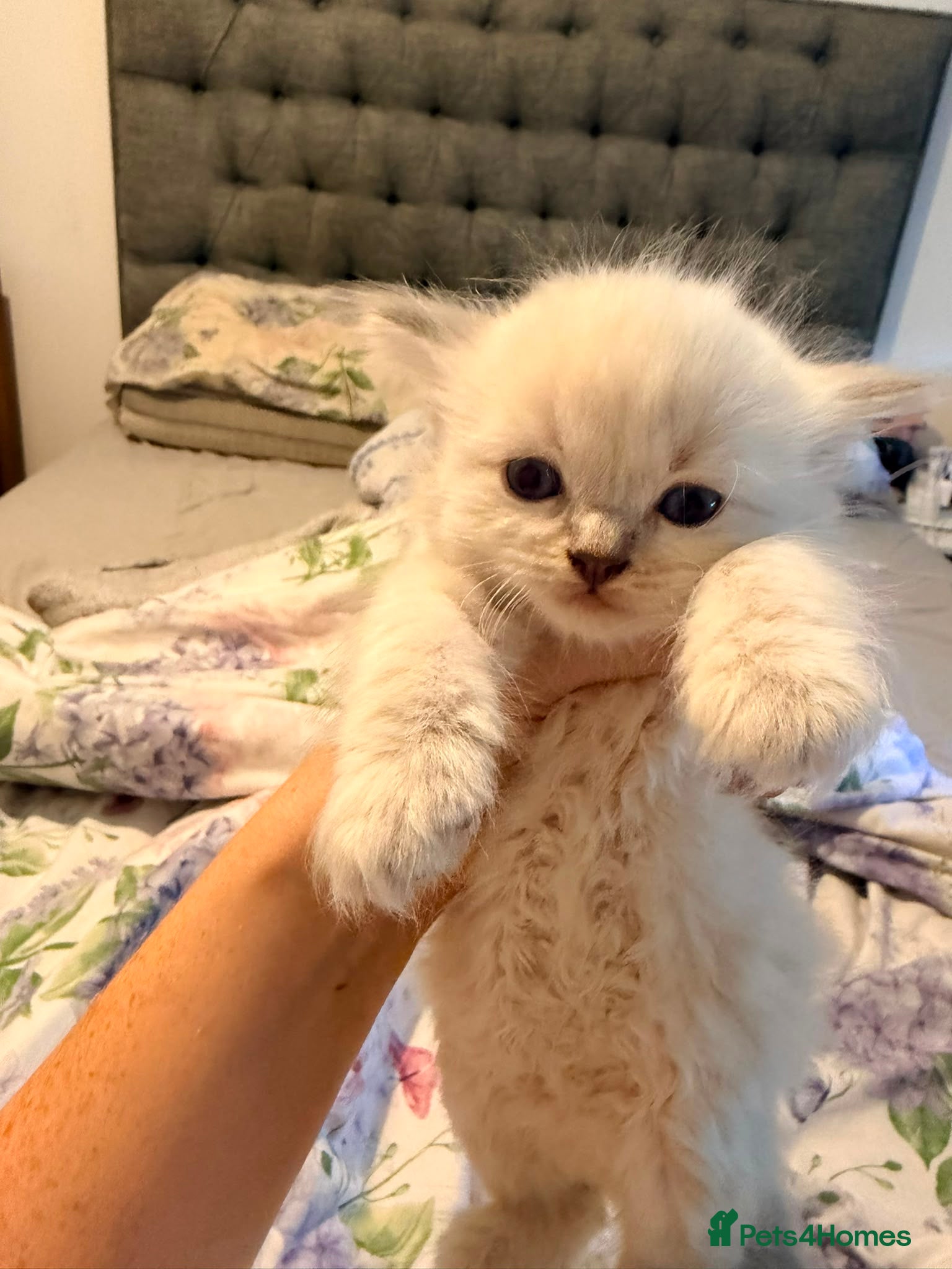 Ragdoll cats 2 tica reg ragdolls  - Advert 5