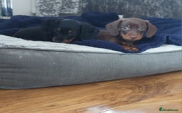 Miniature Dachshund dogs for sale: Minature dachshund  - Image 5