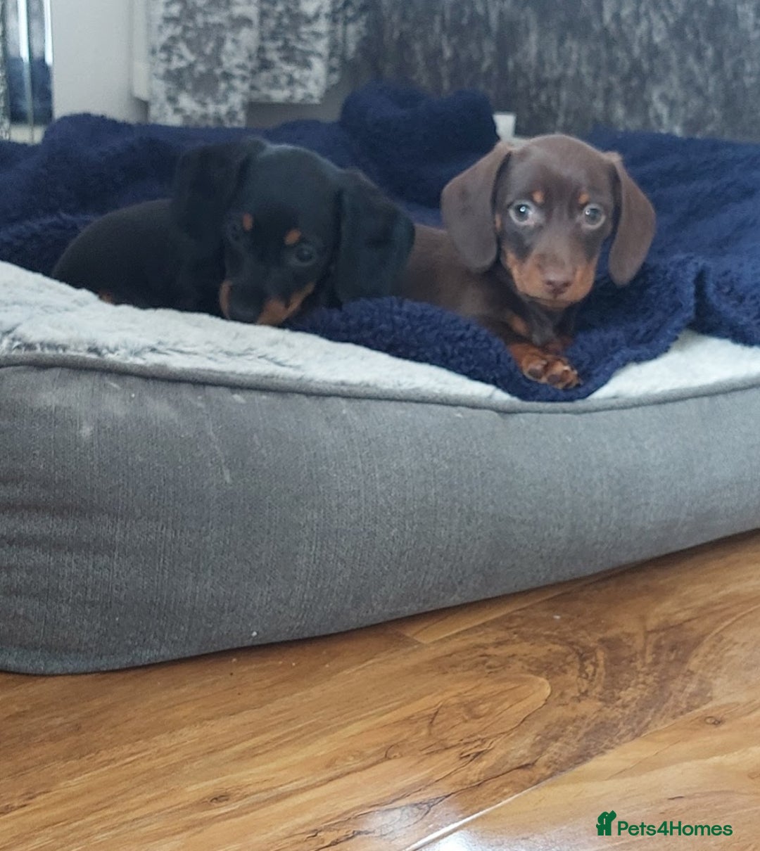 Miniature Dachshund dogs for sale: Minature dachshund  - Image 5