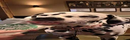 Dalmatian dogs for sale: Dalmatian  in Newton Aycliffe - Advert 7
