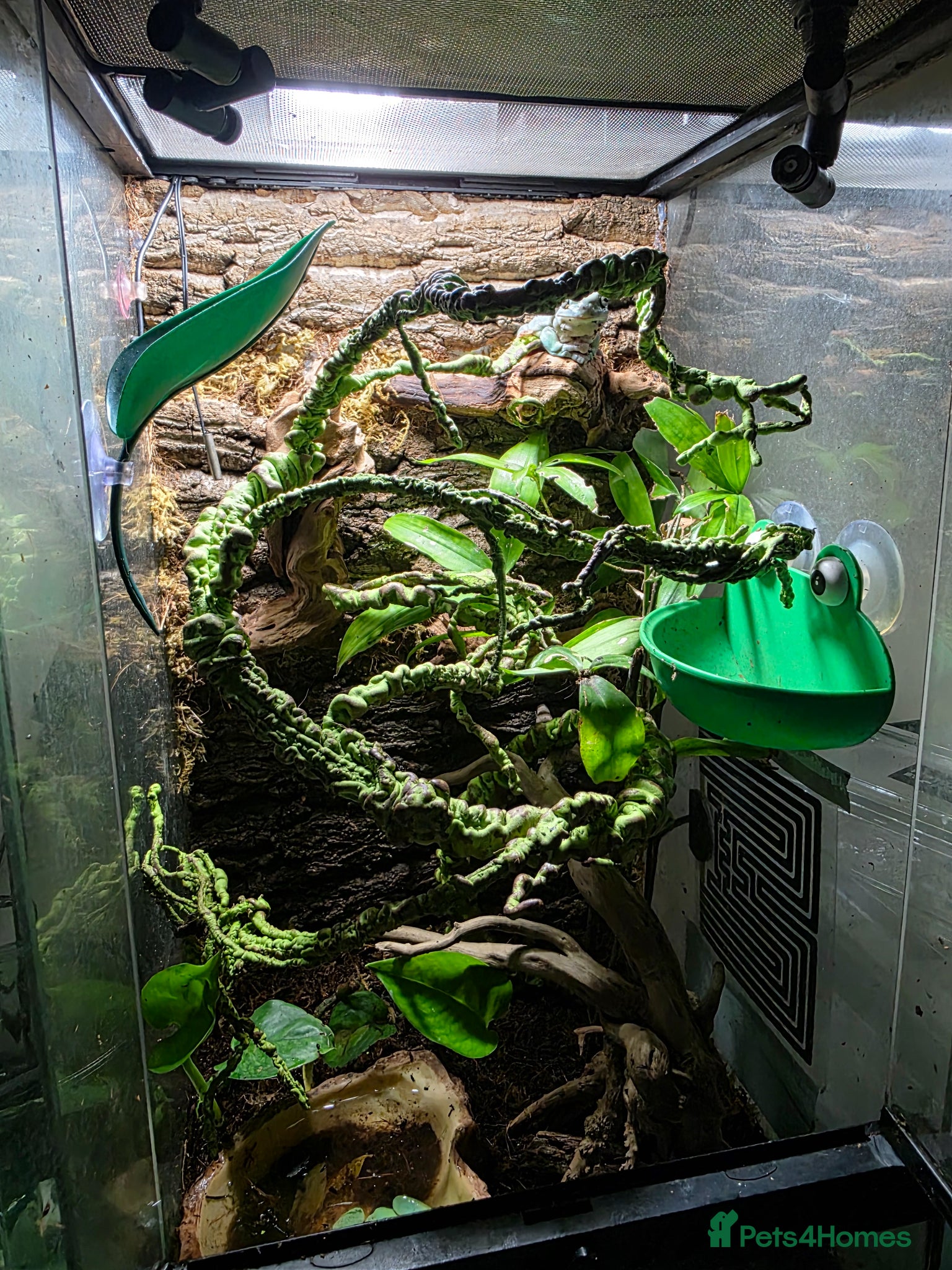 Frog reptiles for sale: Pair of Whites tree frogs & setup in Huddersfield - Advert 5
