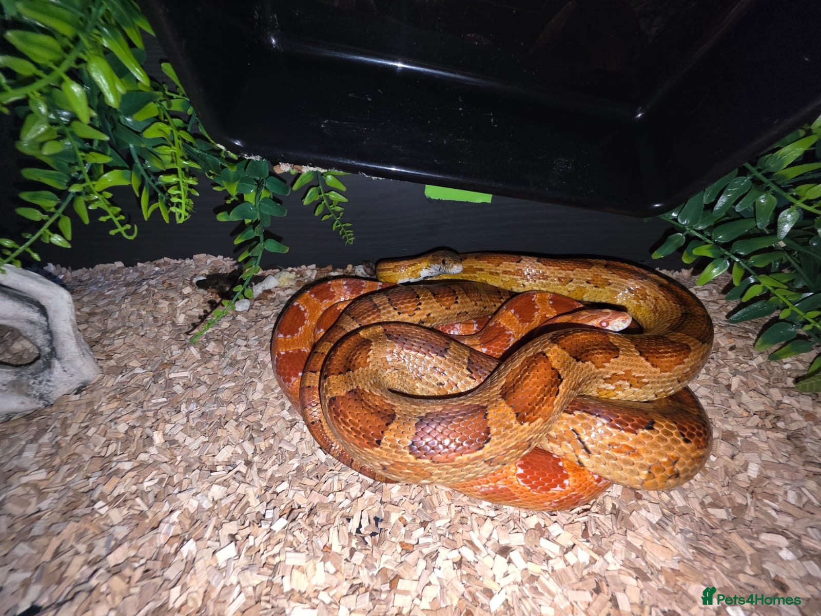 Corn Snake reptiles for sale: x2 cornsnakes in Chelmsford - Advert 1