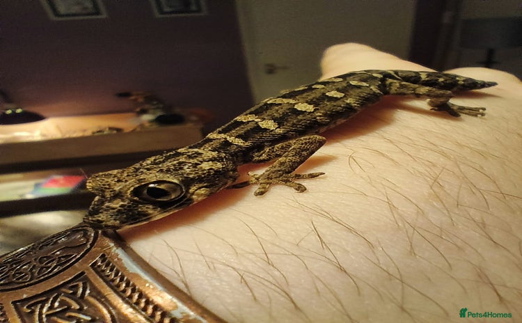 Gecko reptiles - Advert 4