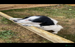English Springer Spaniel dogs for sale: 1 bitch 1 dog available  - Image 5