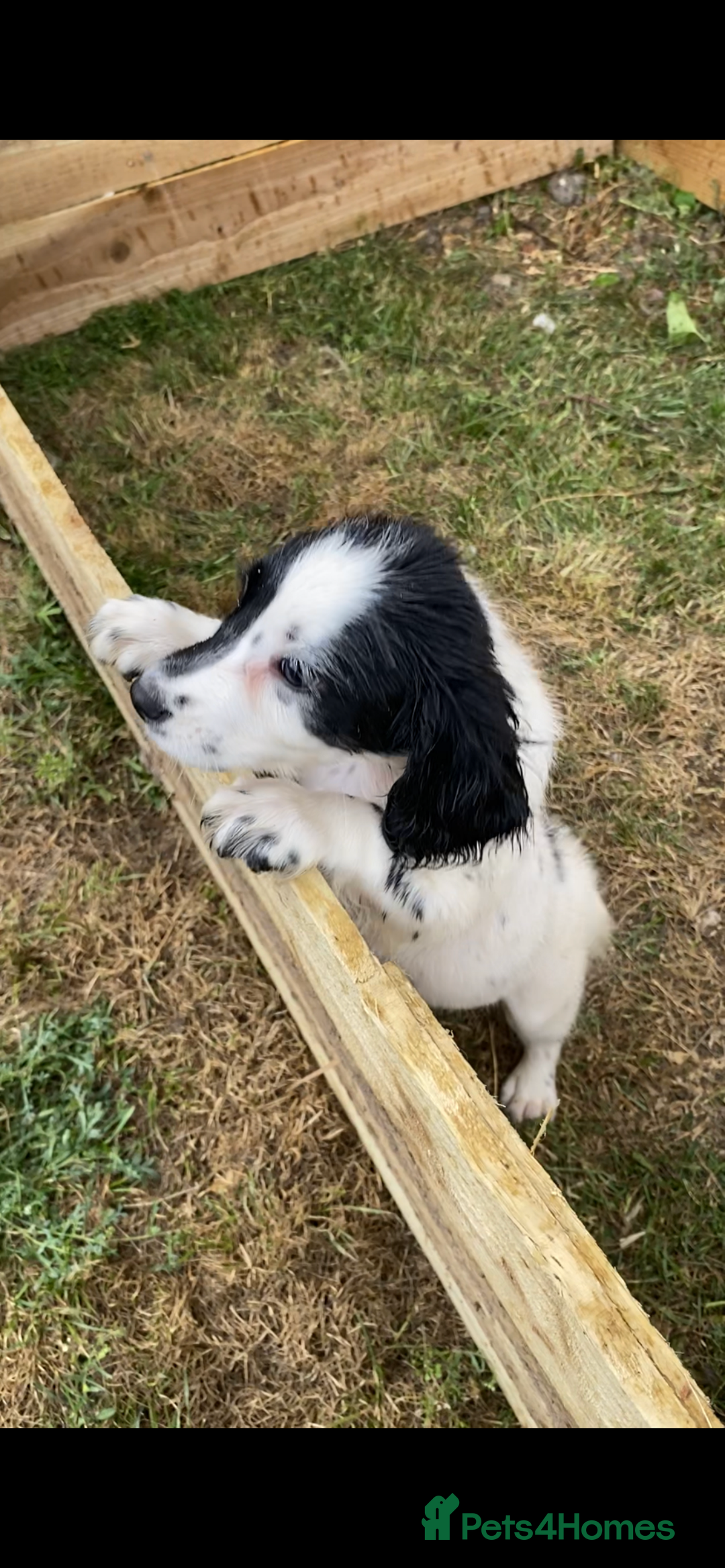 English Springer Spaniel dogs for sale: 1 bitch 1 dog available  - Image 5