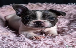 French Bulldog dogs for sale: 2 🟪 French bulldog mums carries fluffy‼️Ready now - Advert 29