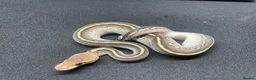 Python Snake reptiles for sale: Royals python Hatchlings  in Llanwrtyd Wells - Advert 2