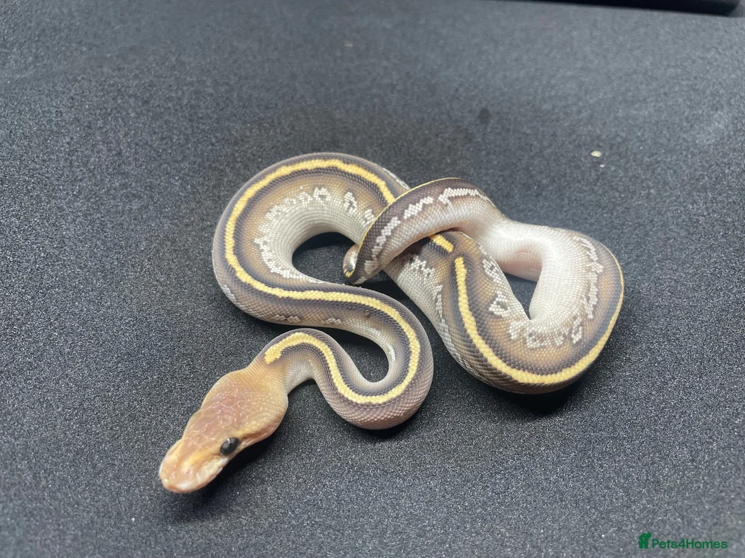 Python Snake reptiles for sale: Royals python Hatchlings  in Llanwrtyd Wells - Advert 2